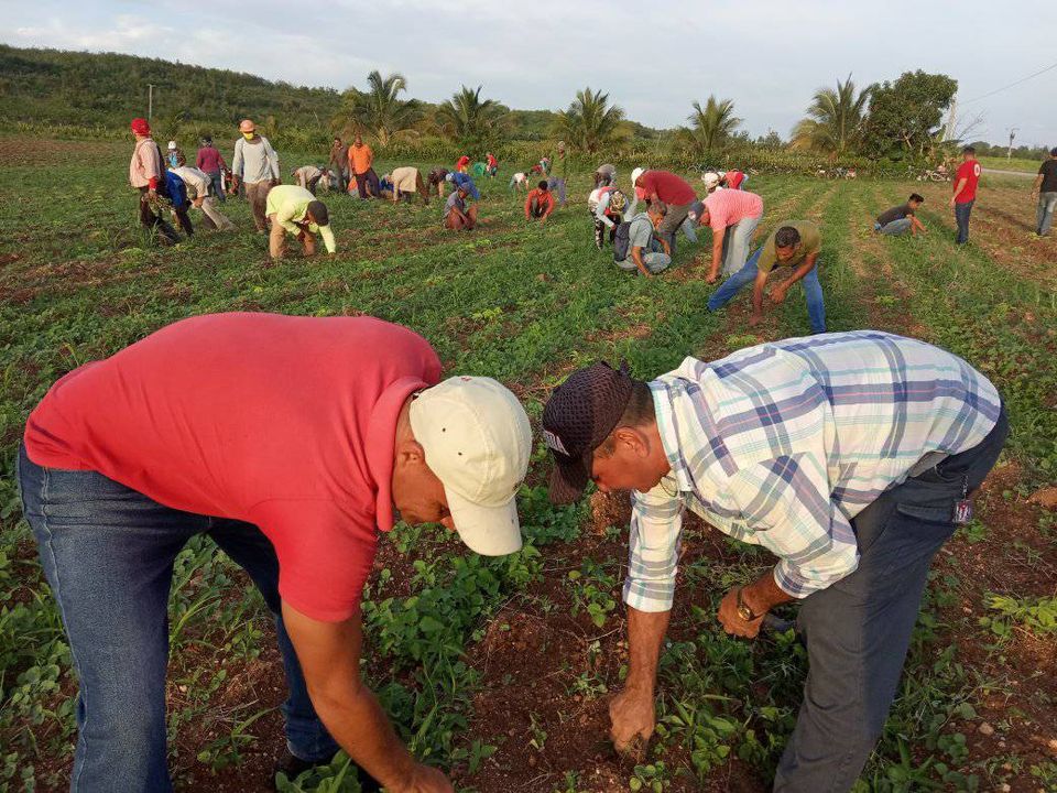 Participan trabajadores del CUM Campechuela en trabajo voluntario masivo en el territorio