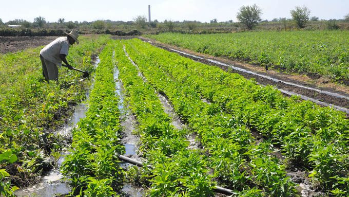 Llaman a sembrar mucho en etapa de recuperación en Granma