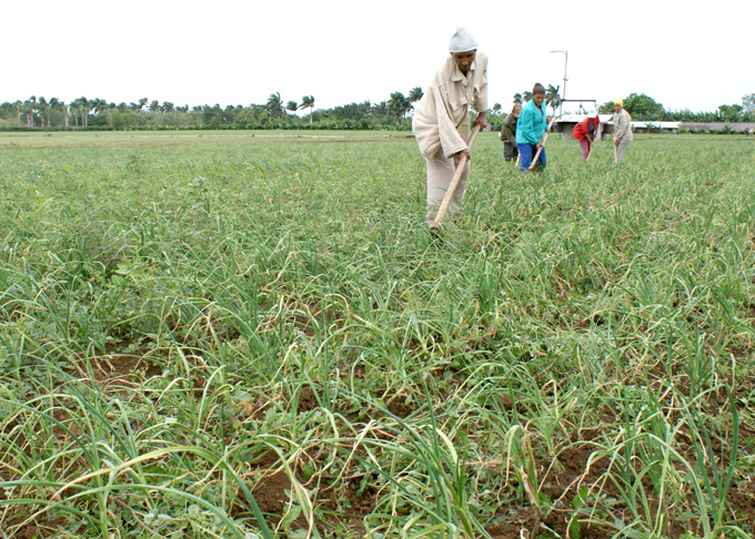 Producir más alimentos con precios justos en Granma