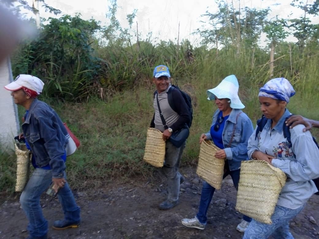 Apoya Universidad de Granma en la recogida de café en el municipio Guisa
